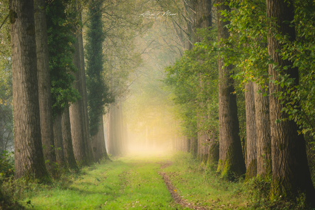 Mist in het bos