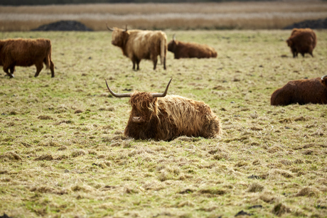 Schotse Hooglander