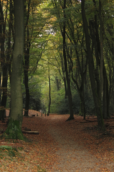 Speulderbos