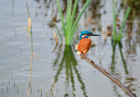 ijsvogel