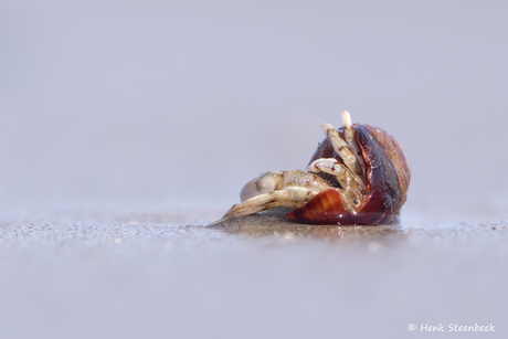 Heremietkreeftje omver gespoeld