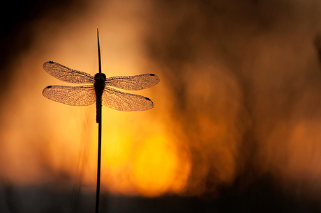 dragonfly