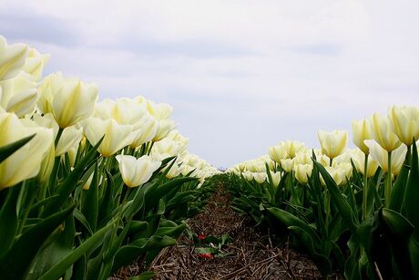 Bloemenvelden