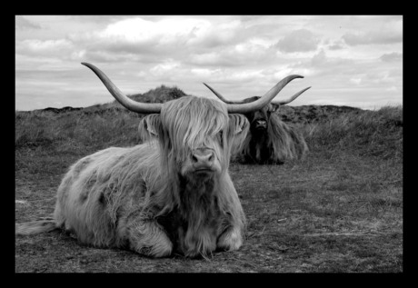 Schotse Hooglanders