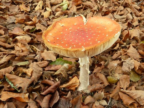 rood met witte stippen