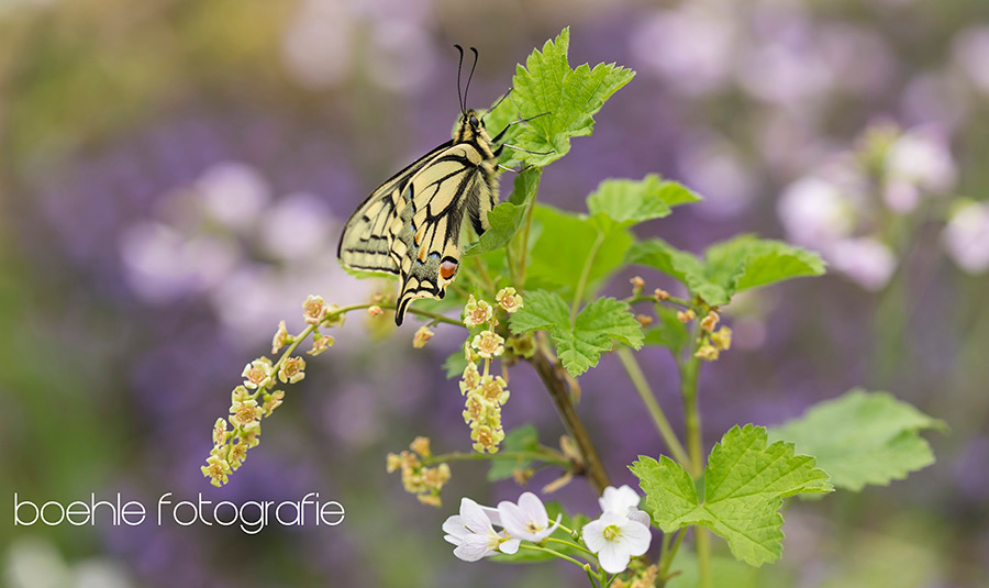 Old World swallowtail (Papilio machaon) in Limbabwe - ben ik deze net aan het bewerken geslagen
en sneeuwt het .... waar is die global warming if you need it - foto door boehle op 11-02-2017 - deze foto bevat: paars, macro, natuur, vlinder