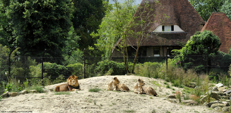 Emmen Zoo Lions