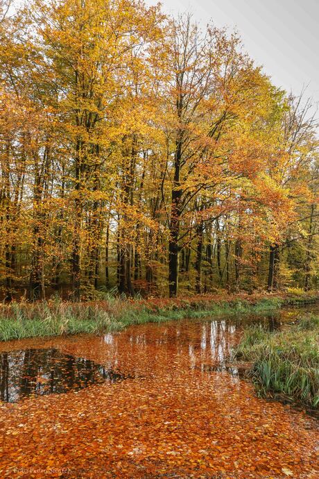 Herfstkleuren in het Waterloopbos