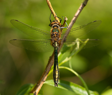 Smaragdlibel.