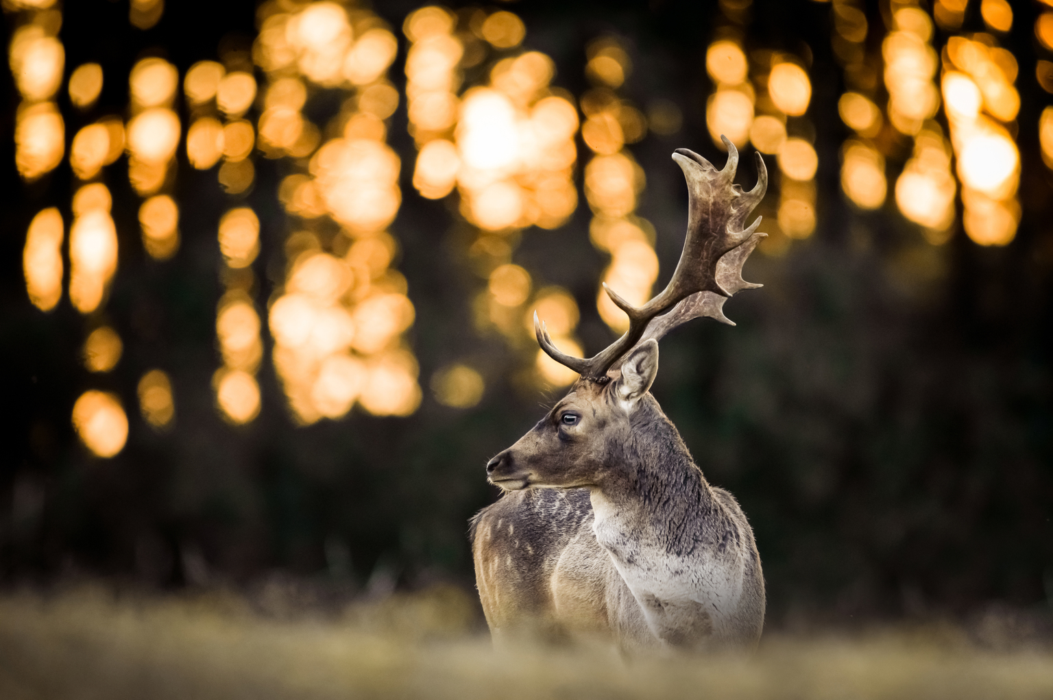 Oh Deer! - foto van Daniqueotten - Dieren 