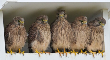 Usual Suspects
