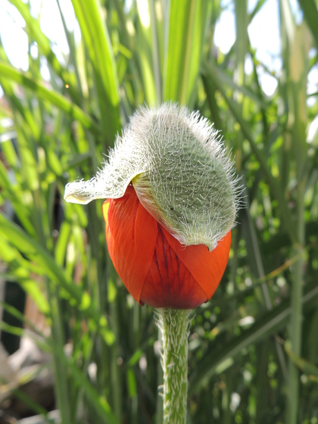 wonderlijk zo'n bloemenknop....