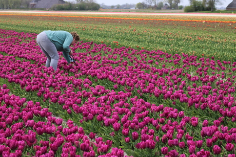 Selecteren................