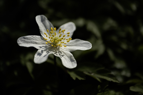 Bosanemoon in het late zonlicht