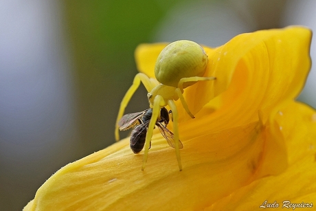 Kameleonspin met prooi