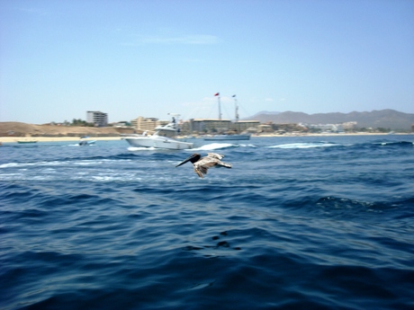 Passerende pelikaan