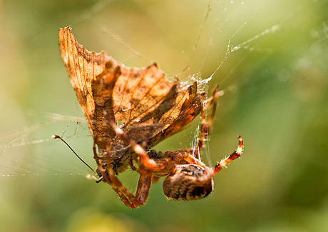 Spin en een distelvlinder