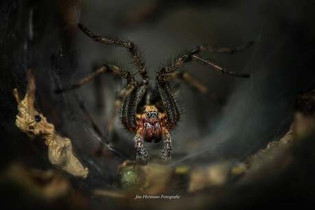 Agelena Labyrinthica