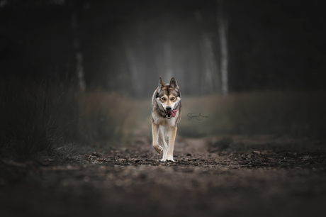 Wolf(hond) in het bos