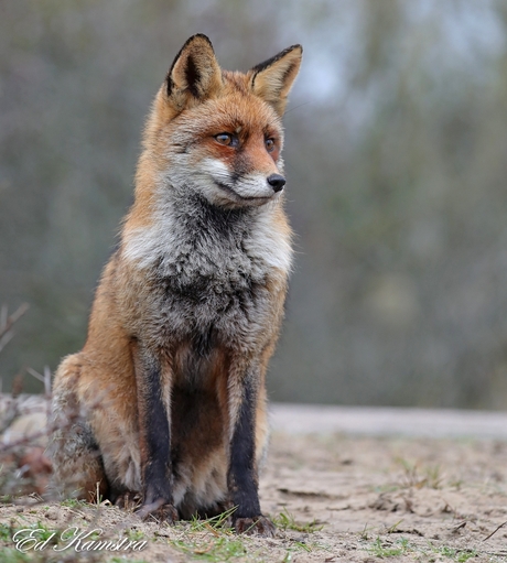 Red Fox