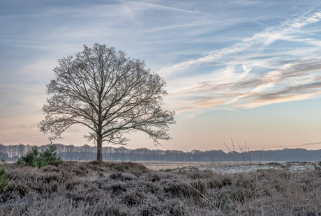 Koud op de heide