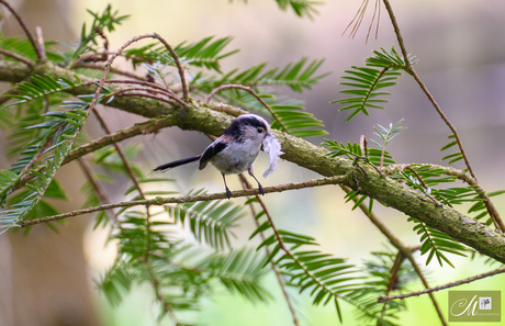Voor in 't liefdesnestje