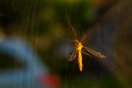 insect