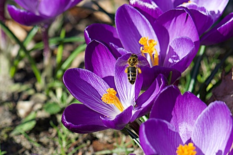 de bloem en de bij