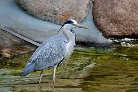 Vrije reiger in de dierentuin