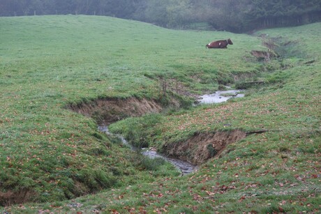 Watertje in mistige omgeving