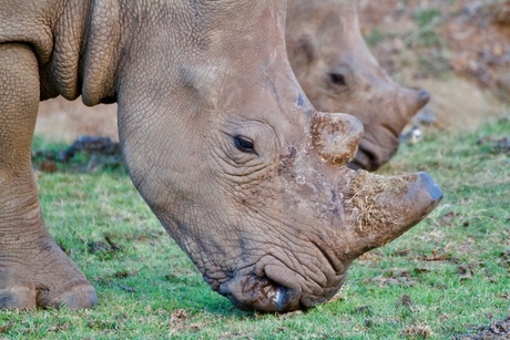 Moeder en dochter neushoorn