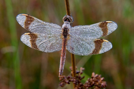 libelle