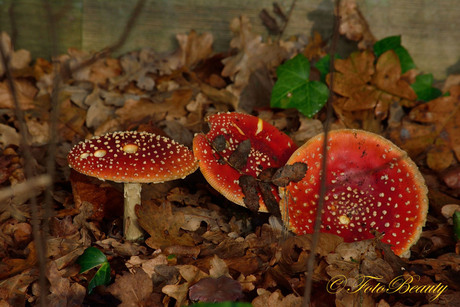 paddenstoelen op parkeerplaats