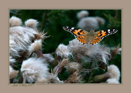 Distel vlinder