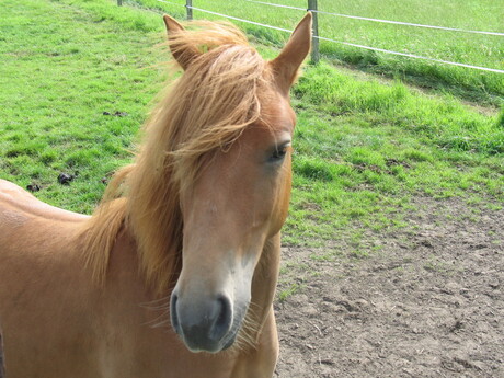 Paard in de wei