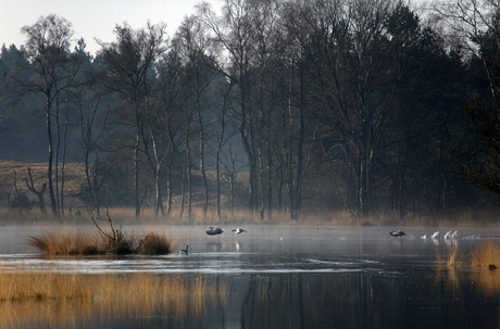 ganzen in ochtendmist