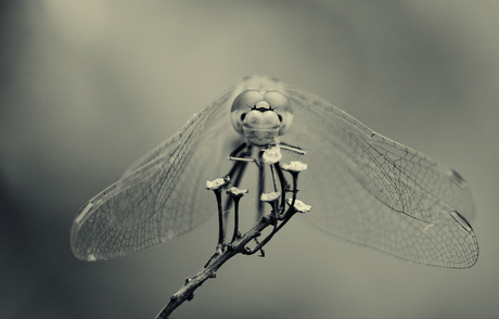 Dragonfly