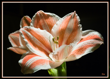 Amaryllis 2