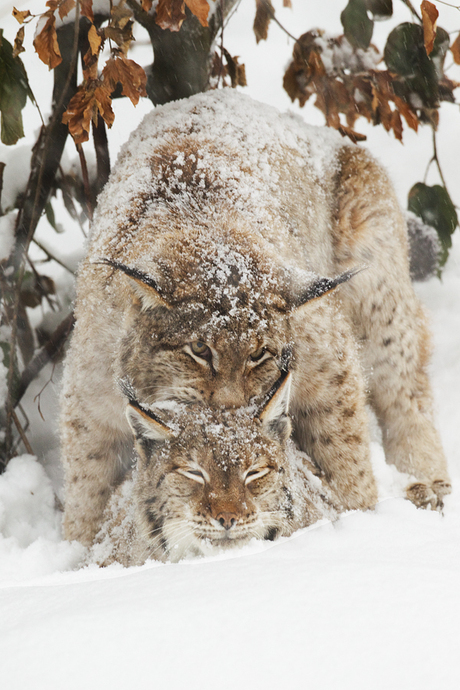 Sparks in the snow