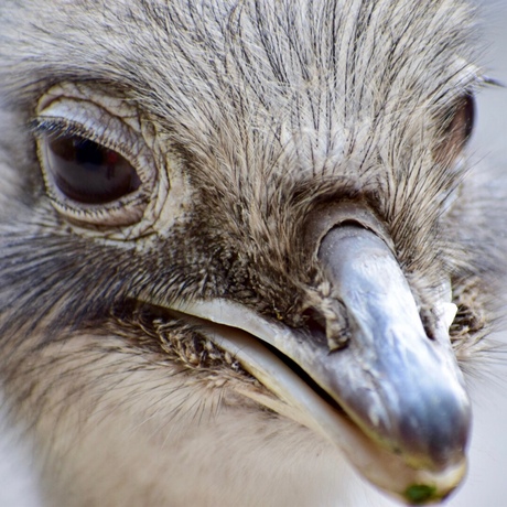 Vogel apenheul