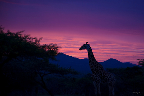 zonsondergang in de bush