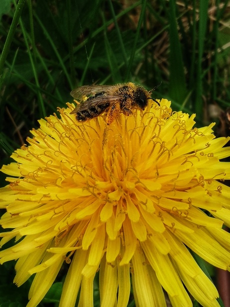 Bedekt met pollen