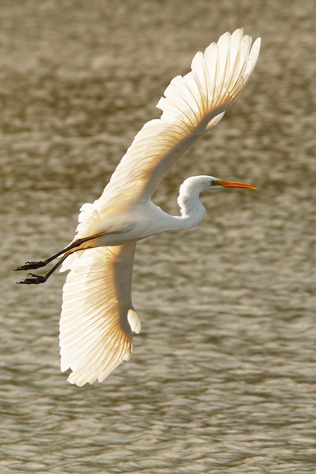 Silver flight