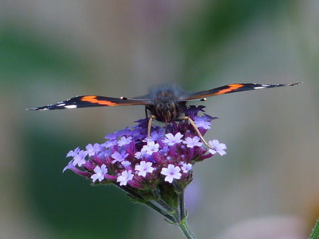 Butterfly home garden