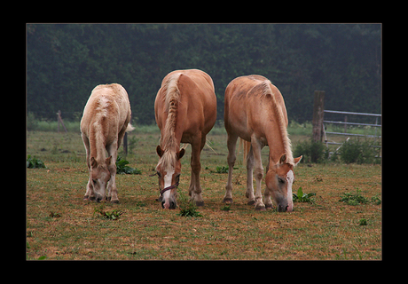 Drie paarden