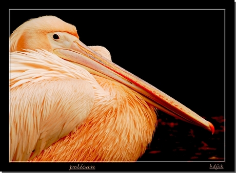 pelican....