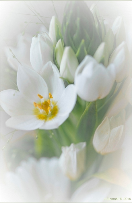 High-key bloemen close-up