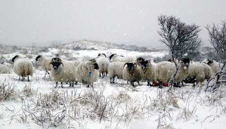 In de sneeuw, brrrrr