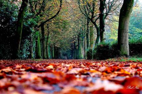 Herfst laag bij de grond.