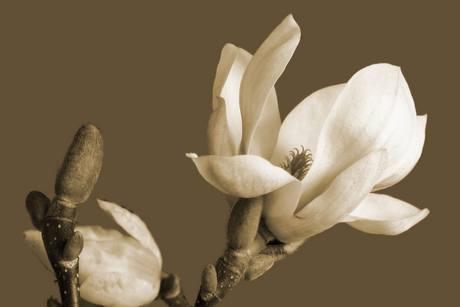 Magnolia